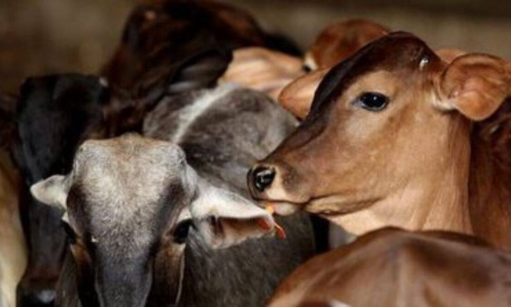 FotoJet-2022-03-03T164909.264-1 FotoJet-2022-03-03T164909.264-1